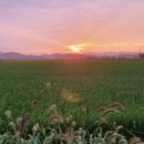 솔솔농장 네이버블로그