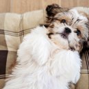 백석동물병원 이미지