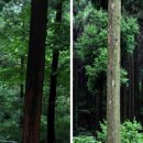 편백나무숲 이미지