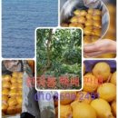 지웅이네과수원