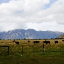 평남목장 이미지