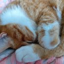 또또코리아 이미지