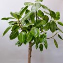 한솔동우체국 이미지