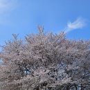 대저생태공원 | 부산 벚꽃 명소 대저생태공원 후기｜사람 없는 벚꽃길 찾았다