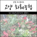 해돈농장 | 일산꽃시장 하나로마트 화훼농협은 지금 봄꽃행사중 ❤️