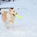 멍멍스쿨 이미지