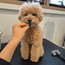 뽀송그루밍 이미지