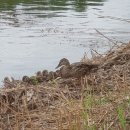 까미랑 몽이 이미지