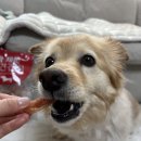 까다로운닭갈비 | 강아지 육포간식 강아지간식 추천 피어 꽉채운 우유껌 닭갈비 리얼 후기