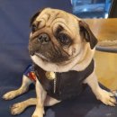 개 친절 펫택시 이미지