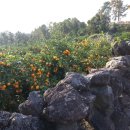 돌담목장 이미지