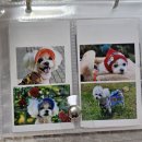 뽑아가으리 이미지