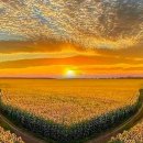 Beautiful sunflower field 이미지