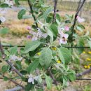 중천농장 | 햇살 머금은 사과가 되기까지 - 청송 사과농부가 공개하는 1년 농사 이야기