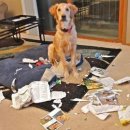 우리집코코 이미지