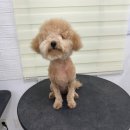 이로운 펫살롱 이미지