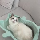 캣방 | 캣방 뚠뚠이 고양이 소쿠리 내돈내산 민트컬러