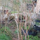 블루베리사슴농장 이미지