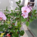 꽃;스무이틀 이미지