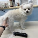 댕댕월드&퍼피 이미지