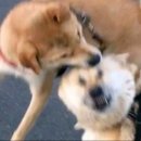 대만만두 이미지