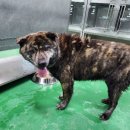 주덕농협주유소 이미지