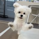 퍼시독 | 하남 애견교육 퍼시독 🐶