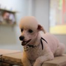 견사무소 호텔 유치원 네이버블로그