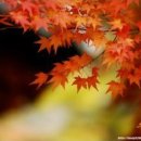 가을편지 - 박효신 이미지