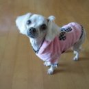 바람난강아지 이미지