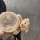 곰돌카페