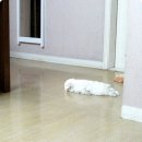 말티네 집 이미지