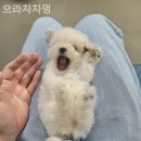 으라차차멍 이미지