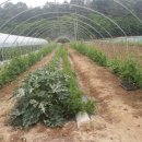 정성야채 이미지