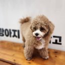 땅콩 애견유치원 이미지