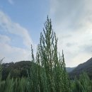 태림농원 이미지