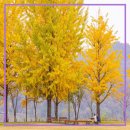 여강길(3-1코스 강천섬길) 이미지