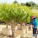 녹진무궁화동산 이미지