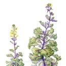 봄맞이 꽃그림 보태니컬 아트 이미지