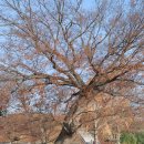 서산 해미읍성 회화나무(호야나무) 이미지