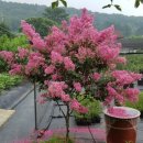 배룡농장 이미지