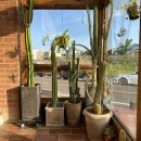 우도해남펜션 | 3주년 제주 여행#3[보룡제과,우도,사이드카대여,하하호호버거,록록타르트,청파식당,달사막]