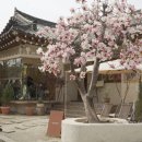 시외버스터미널앞(33400-0857) | 빵 서울에서 경주시외버스터미널 KTX기차 비교, 벚꽃...밀즈 혼밥 웨이팅, 첨성대 입장료 전경, 현호텔후기