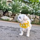 멍멍플라워 | 강화도 강아지 하네스 추천 🌼 플라워 하네스 세트 입고 꽃구경 다녀온 말티즈 꽃님이