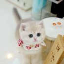 메종드센텀 이미지