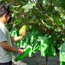 박병길농장 이미지