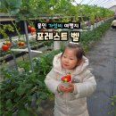 백조농장 | 용인 딸기체험 농장 '포레스트 벨' 겨울철 아이와 가볼만한곳 추천!
