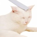 힐링그루밍 이미지