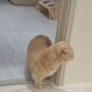 고양이호텔 윤집사 이미지