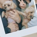 뽀끼타운 | 강아지동반 부산여행 2박 3일 기록 :)
